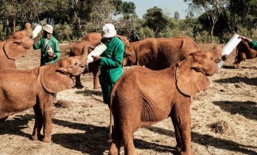 Sheldrick Wildlife Trust – Elephant Orphanage Morning Visit